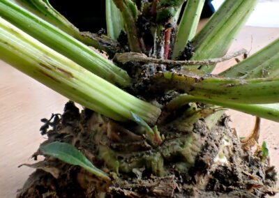 Uszkodzenia powodowane przez skośnika buraczaka