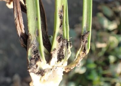 Uszkodzenia powodowane przez skośnika buraczaka