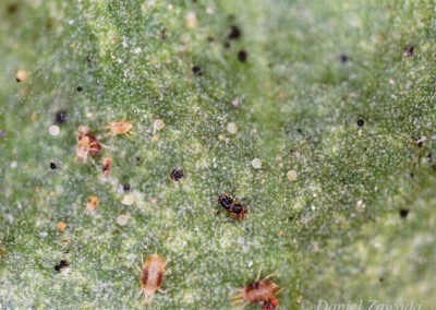 Przędziorek chmielowiec