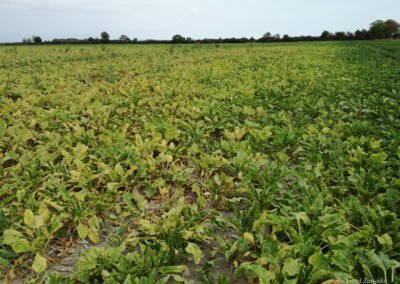 Przędziorek chmielowiec