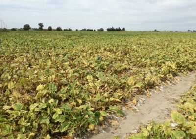 Przędziorek chmielowiec