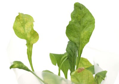 Przędziorek chmielowiec